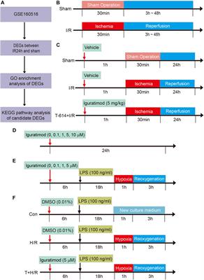 Iguratimod Alleviates Myocardial Ischemia/Reperfusion Injury Through Inhibiting Inflammatory Response Induced by Cardiac Fibroblast Pyroptosis via COX2/NLRP3 Signaling Pathway